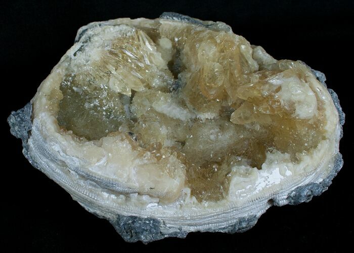 Crystal Filled Fossil Clam - Rucks Pit, FL #6043